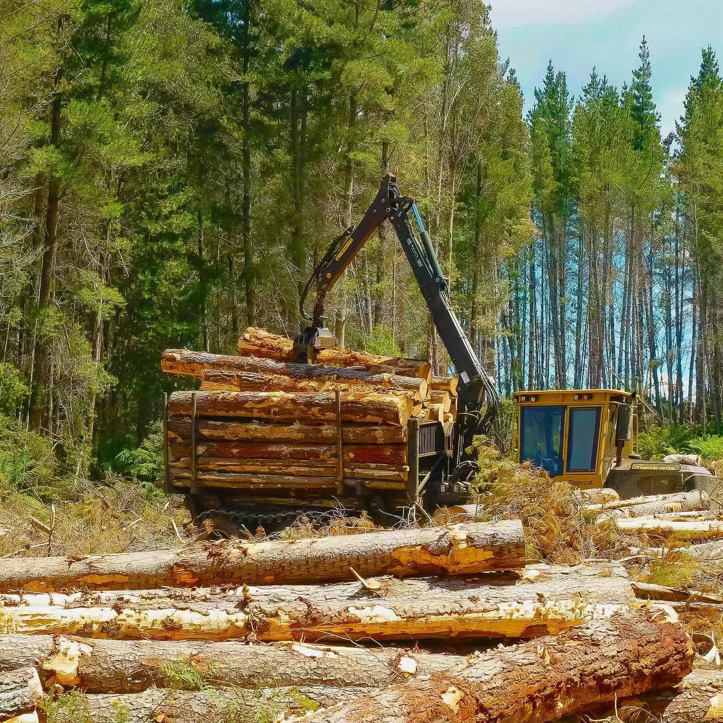  Side view of a log loader loading pine logs near Tarraleah in Tasmania, Australia