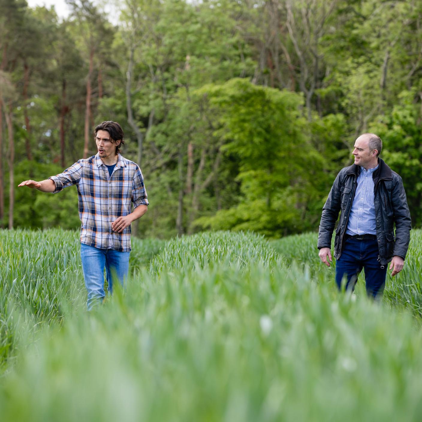 Un agricultor camina por las vías del tranvía en el campo de trigo de su granja sostenible.