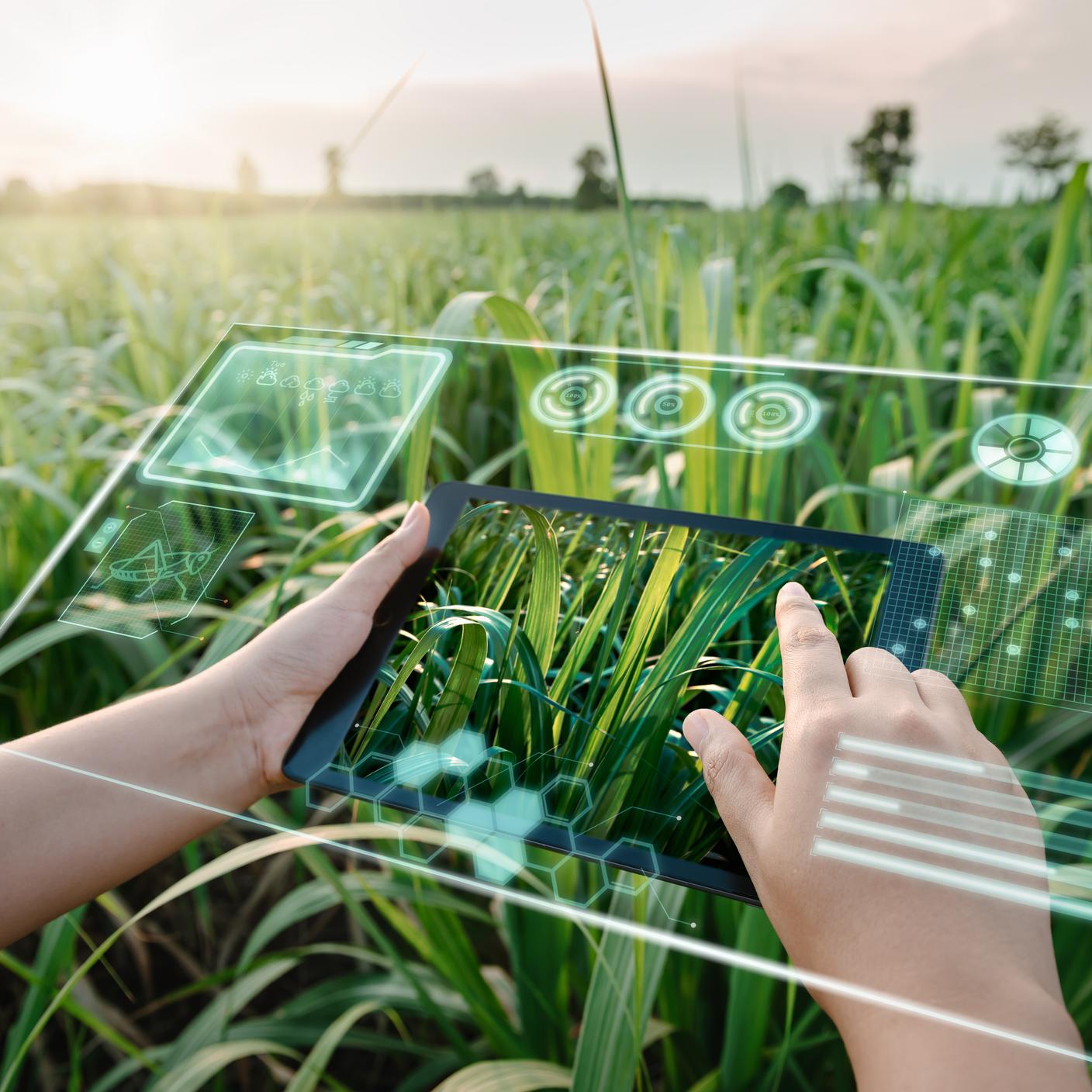 Trabajador que utiliza una tableta con inteligencia artificial para analizar enfermedades de las plantas.