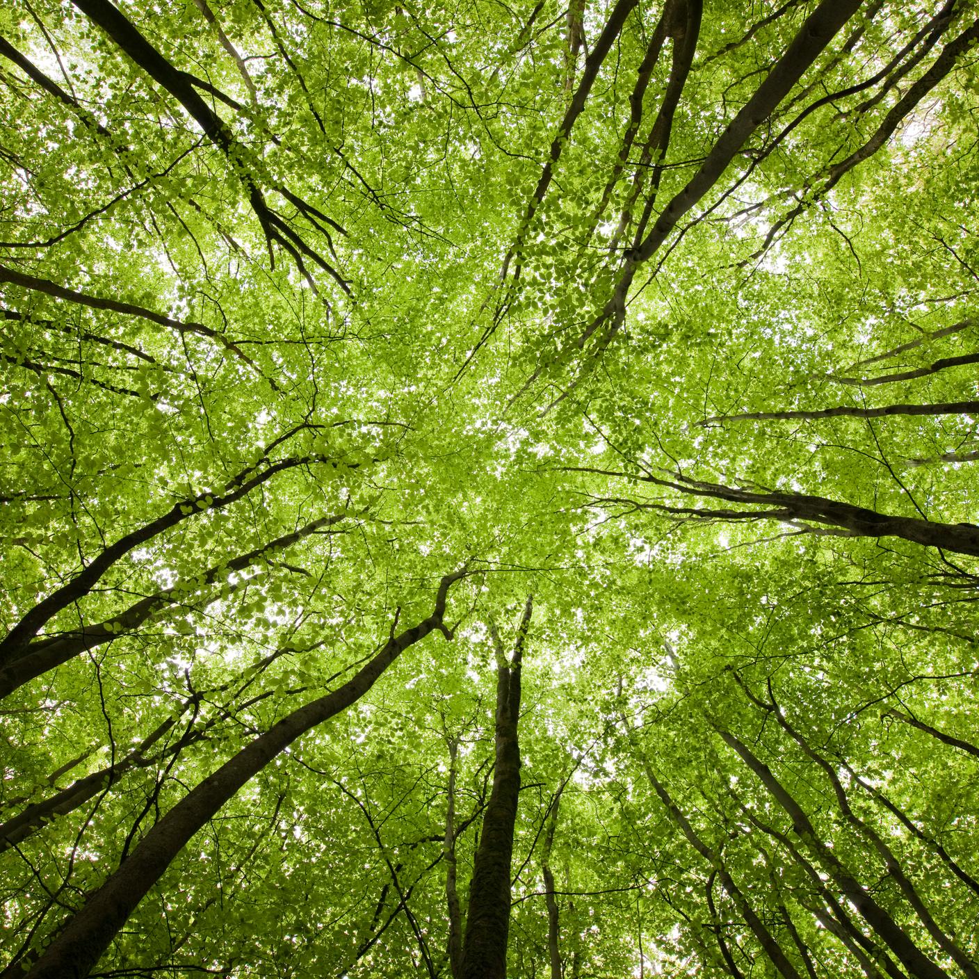 tree view from underneath