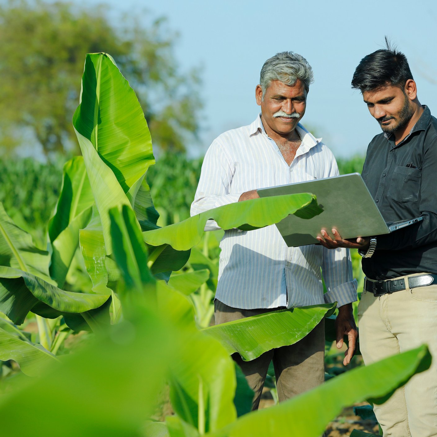 young Indian farmer with agronomist at banana field