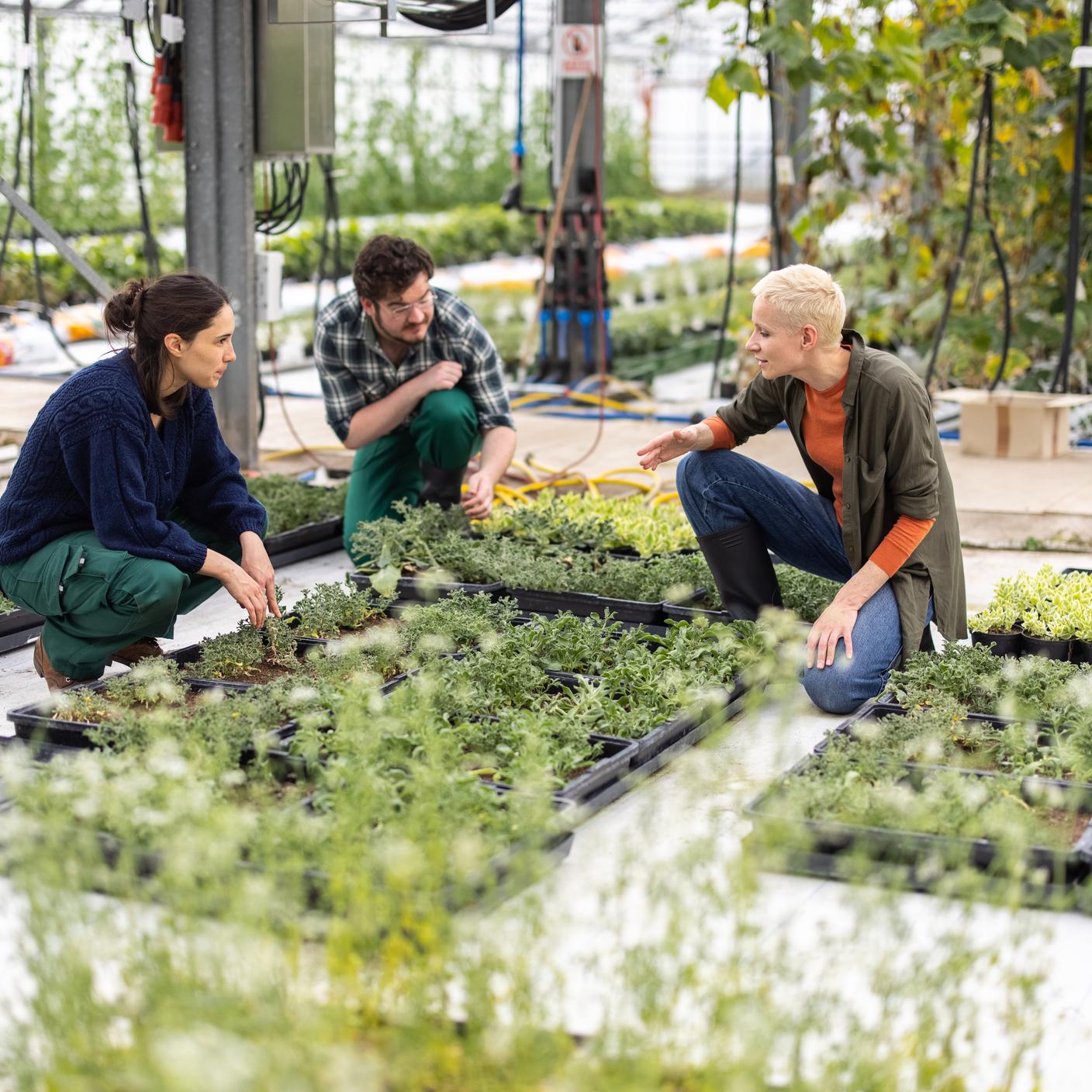 Groep arbeiders bezig met planten en discussiëren. Kassenbeheerder bespreekt dagelijkse taken met arbeiders.