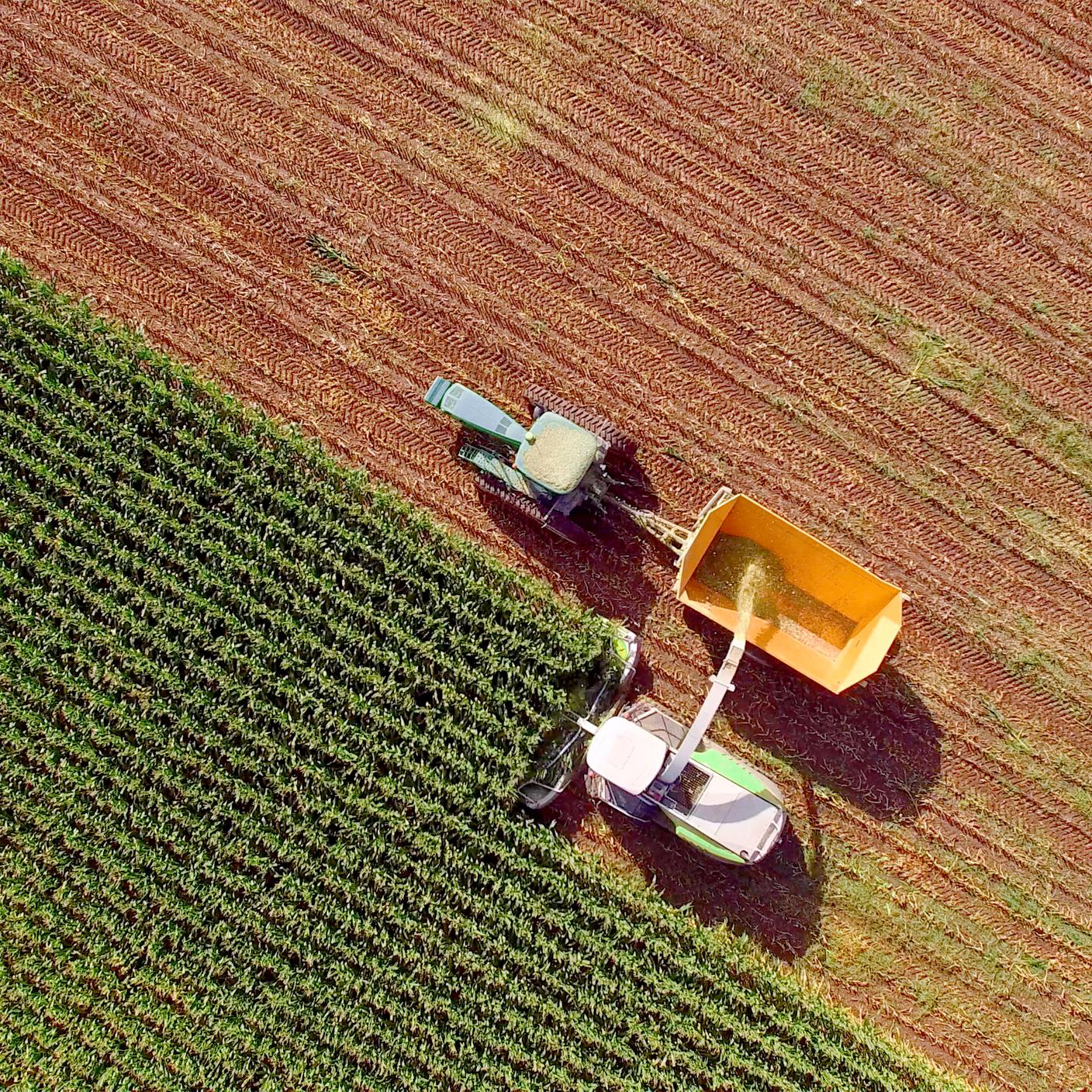 Landmaschinen ernten Mais für Futtermittel oder Ethanol. Die gesamte Maispflanze wird genutzt, es gibt keine Abfälle.