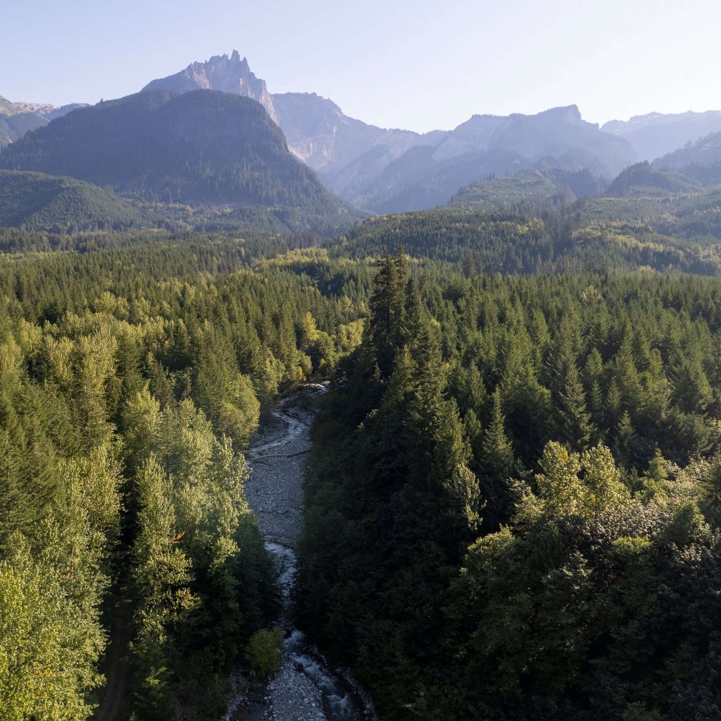 view of forest