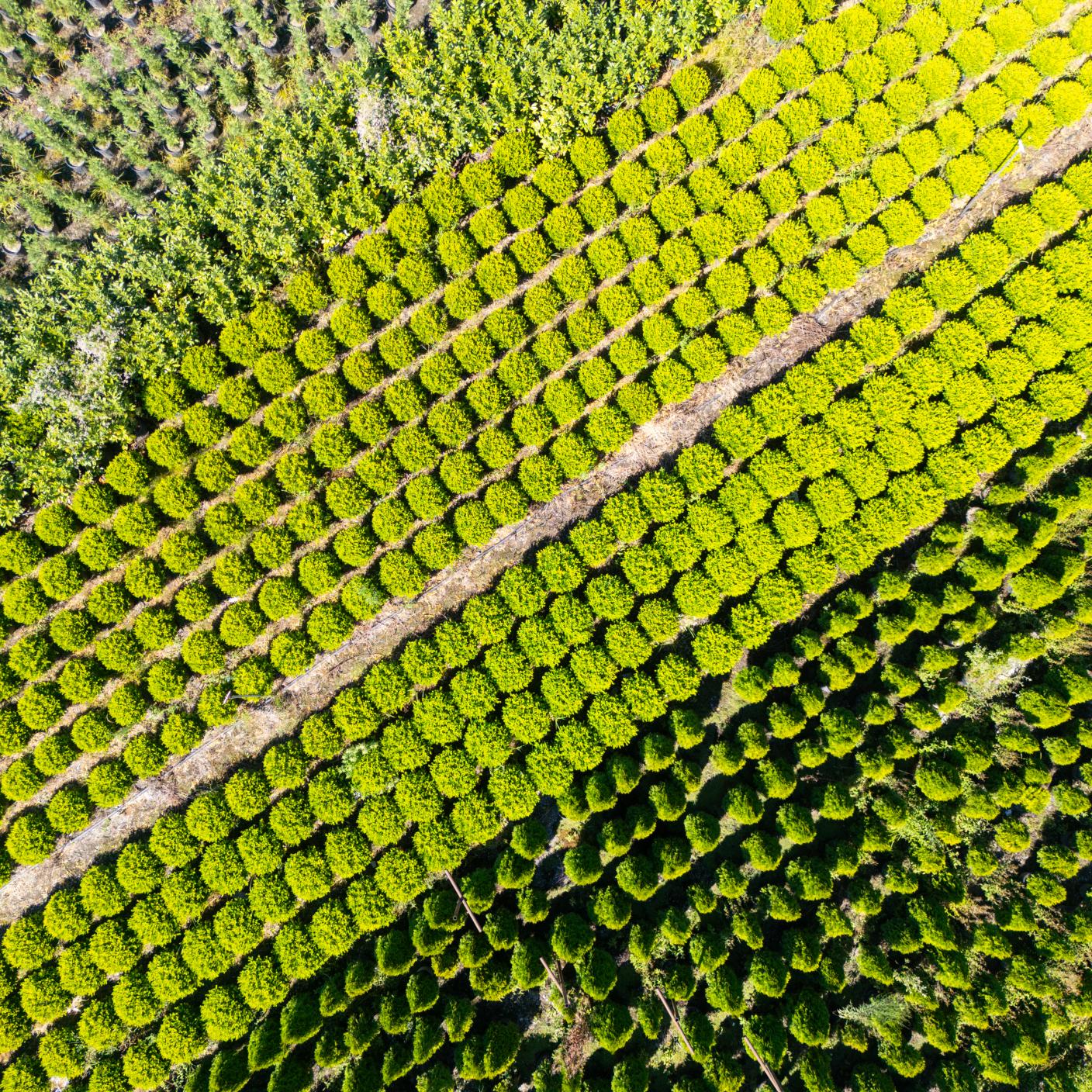 Aerial view of a small plot of land cultivating vegetables and flowers