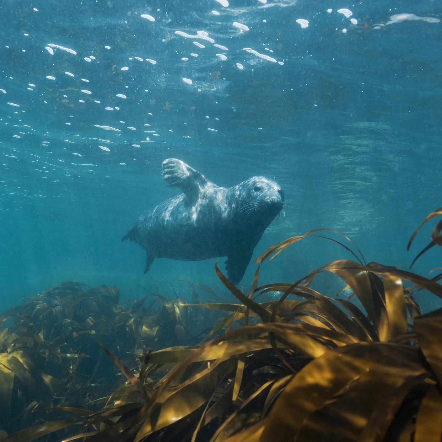 animals in the sea