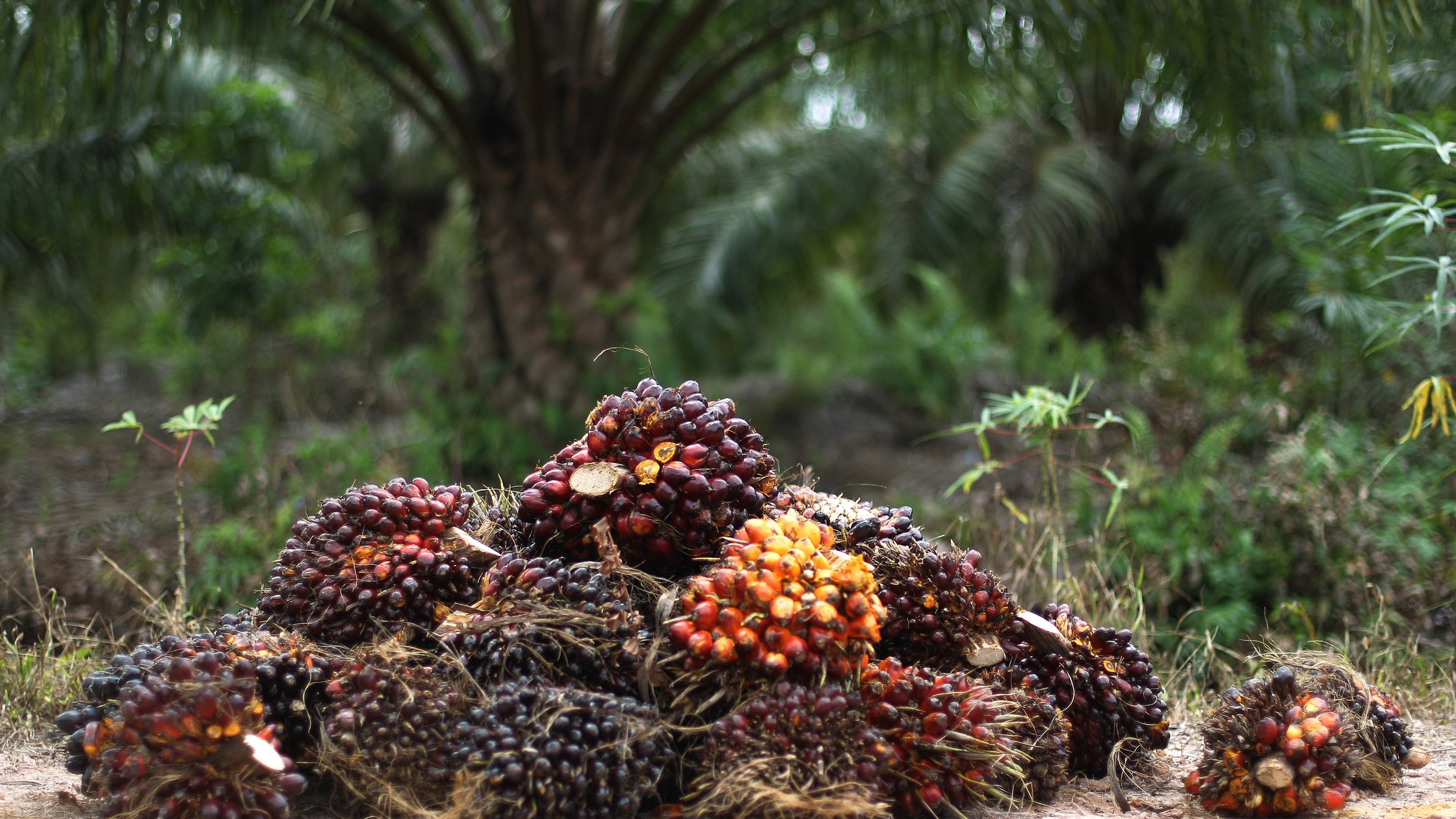 Harvested palm oil fruit at Rokan Hilir, Riau, Indonesia.