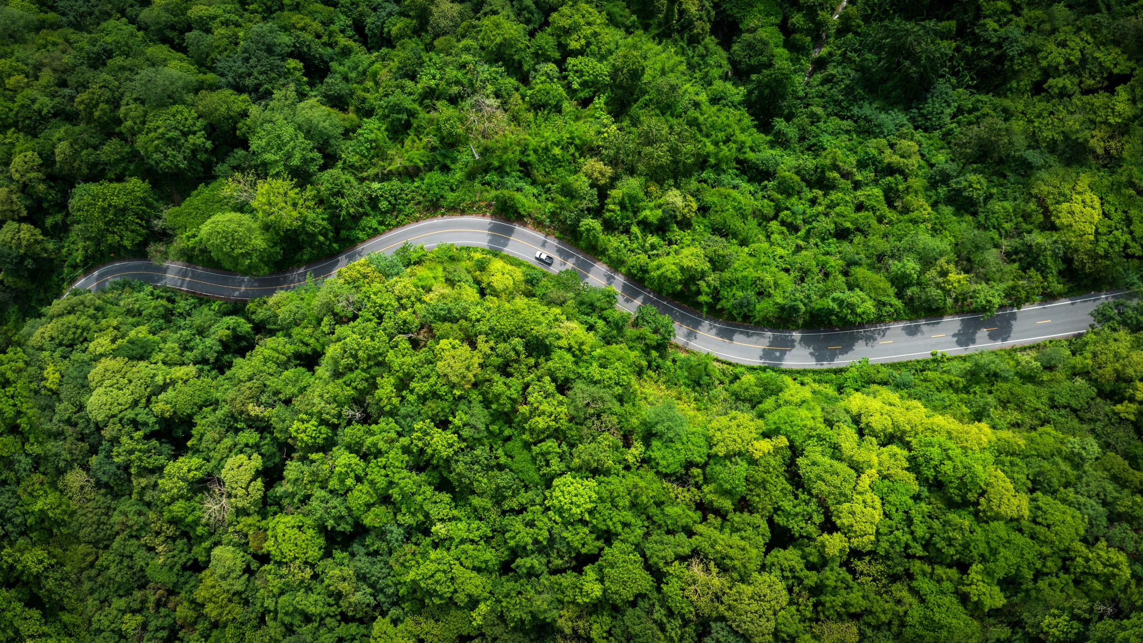 Road in the middle of the forest