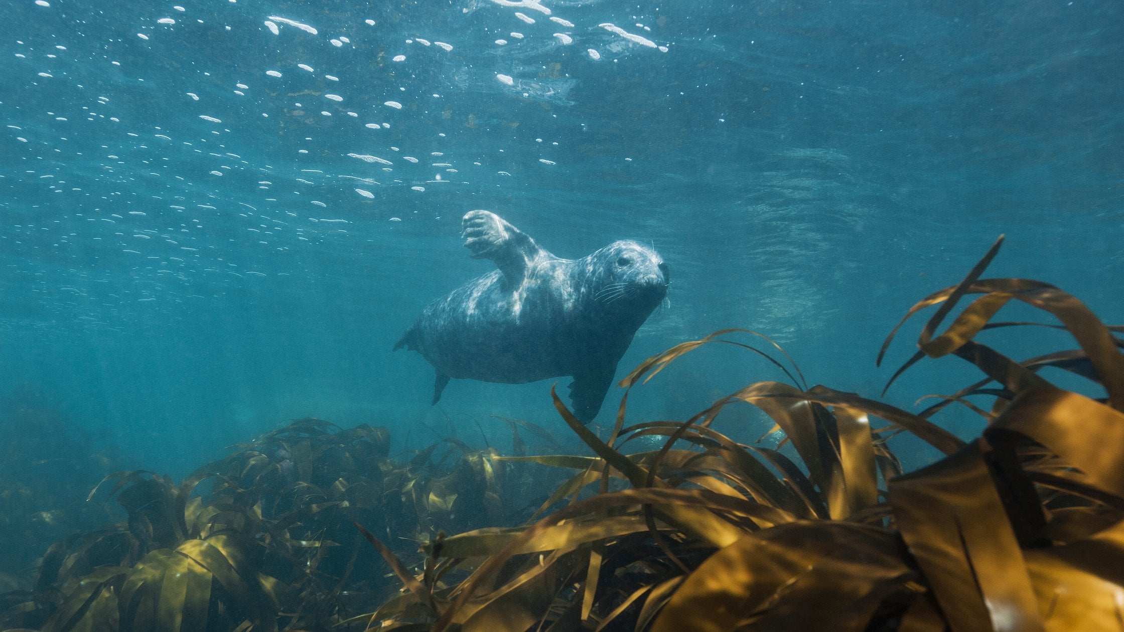 Seal